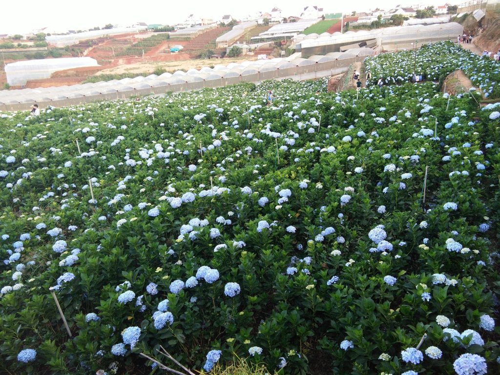 Cánh đồng hoa cẩm tú cầu Đà Lạt