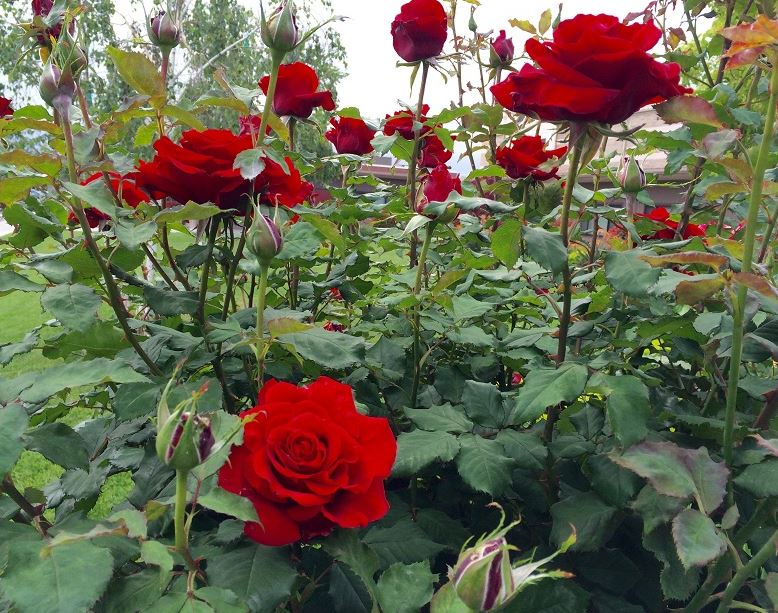 Tham quan vườn hoa hồng Đà Lạt